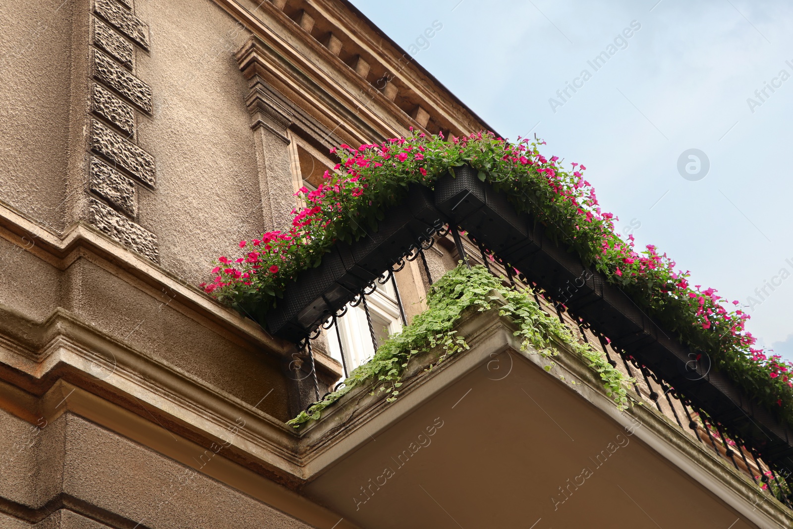 Photo of Balcony decorated with beautiful pink flowers, low angle view