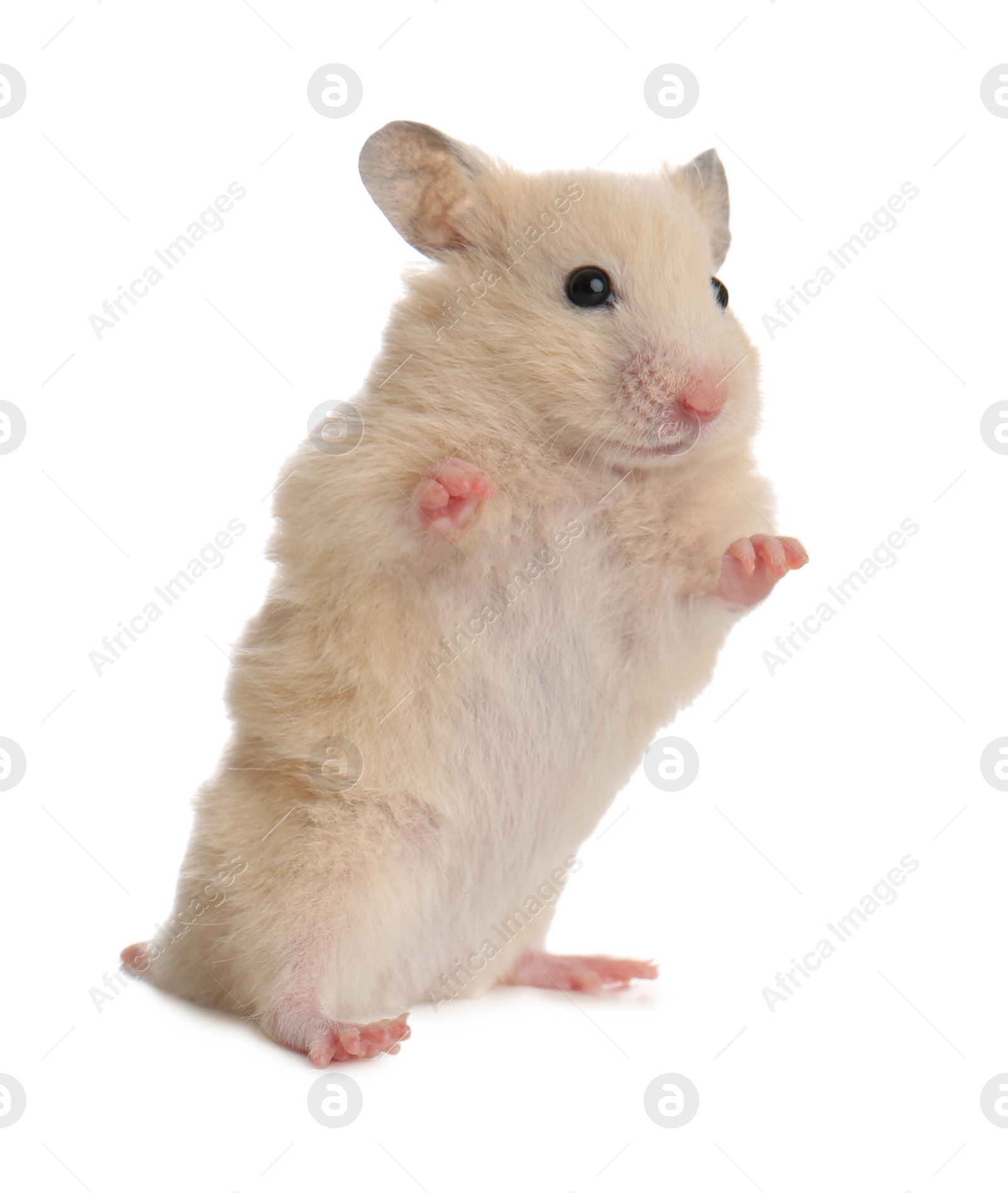 Photo of Cute little fluffy hamster on white background