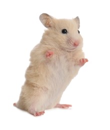 Cute little fluffy hamster on white background