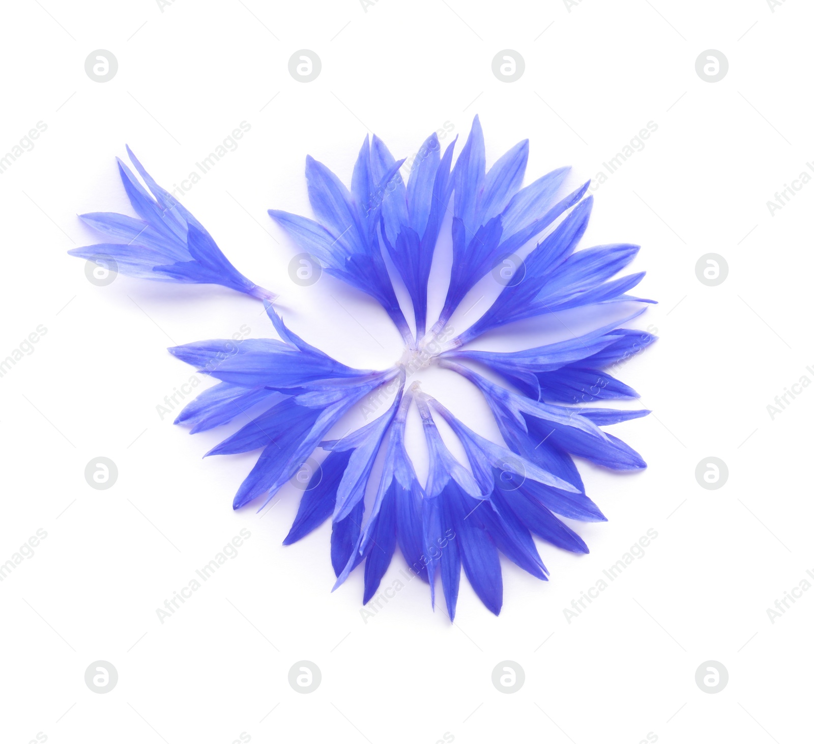 Photo of Beautiful light blue cornflower petals on white background, top view