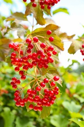 Beautiful Viburnum shrub with bright berries growing outdoors, closeup