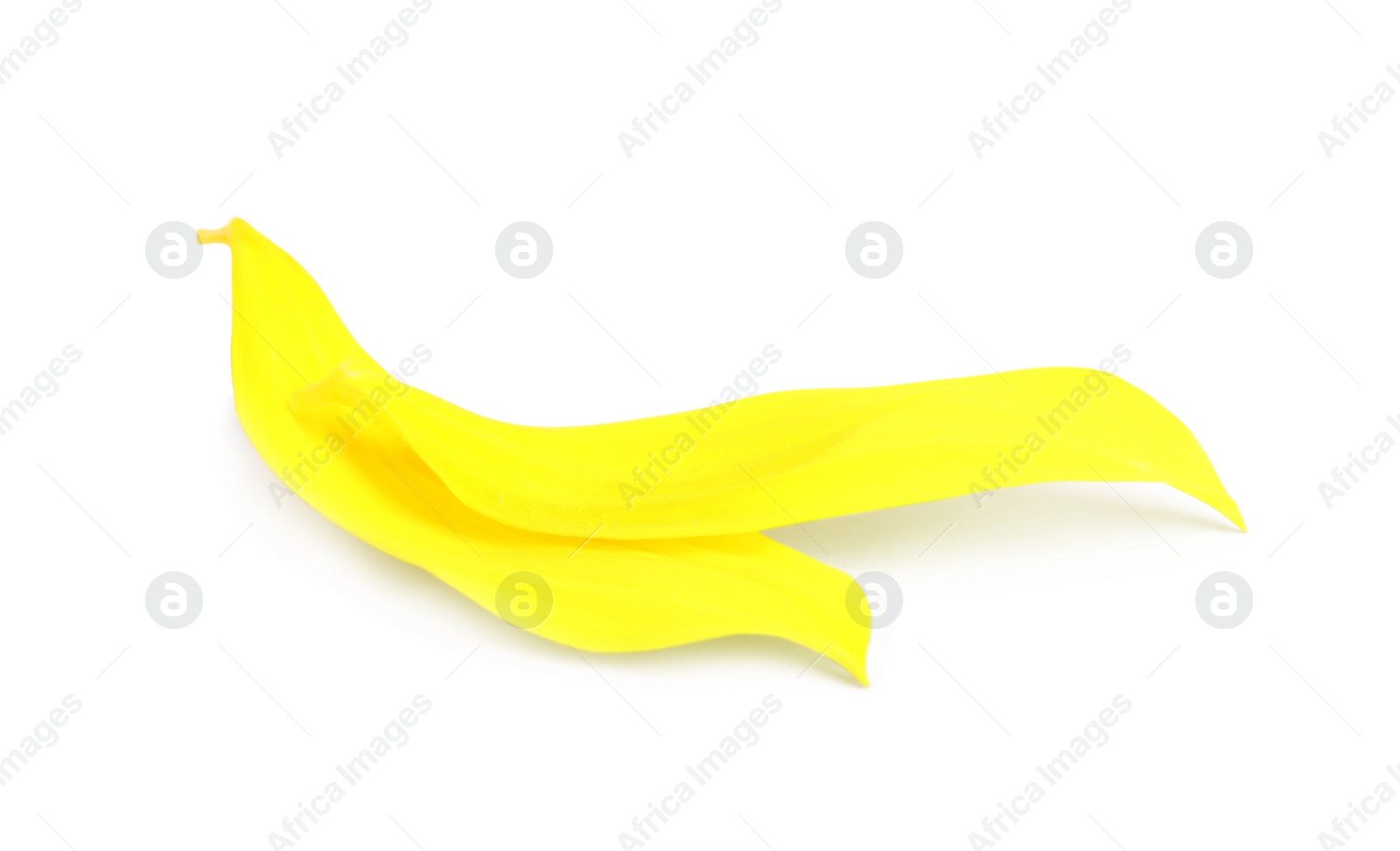 Photo of Fresh yellow sunflower petals isolated on white