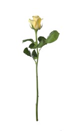 Photo of Beautiful fresh yellow rose isolated on white