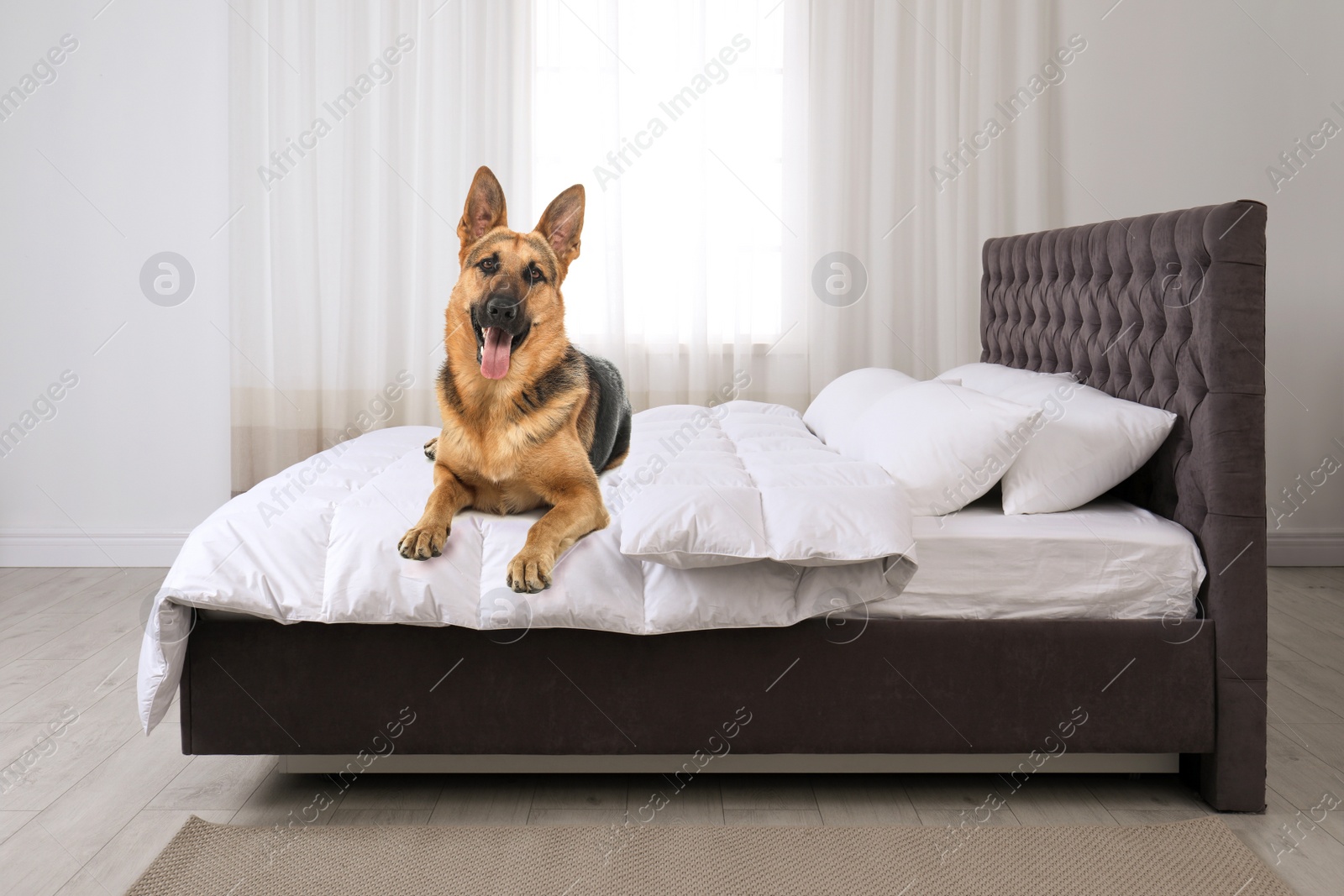 Image of Cute dog on bed in room. Pet friendly hotel 