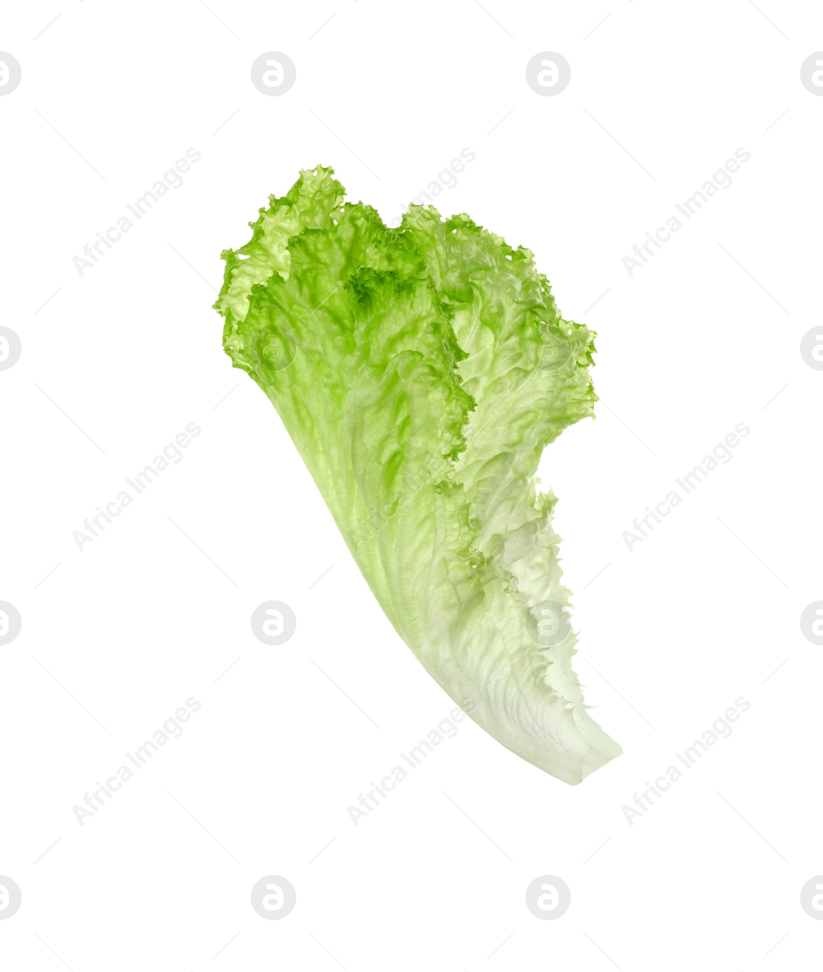 Photo of One green lettuce leaf isolated on white. Salad greens