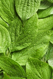 Photo of Beautiful green leaves with dew as background