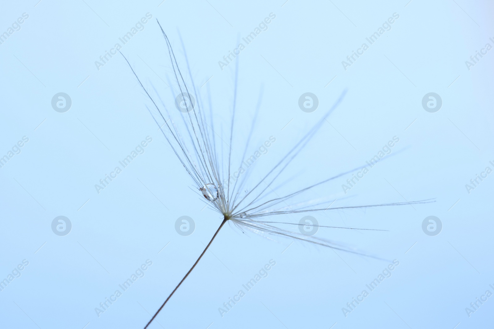 Photo of Seeds of dandelion flower with water drops on light blue background, macro photo