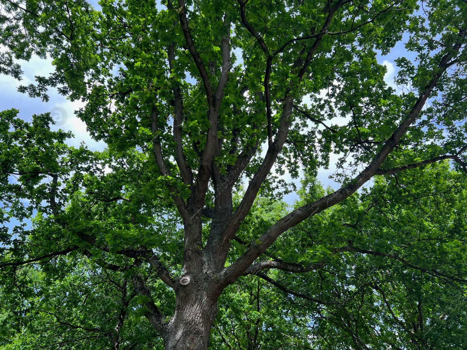 Photo of Beautiful tree with green leaves against blue sky, low angle view