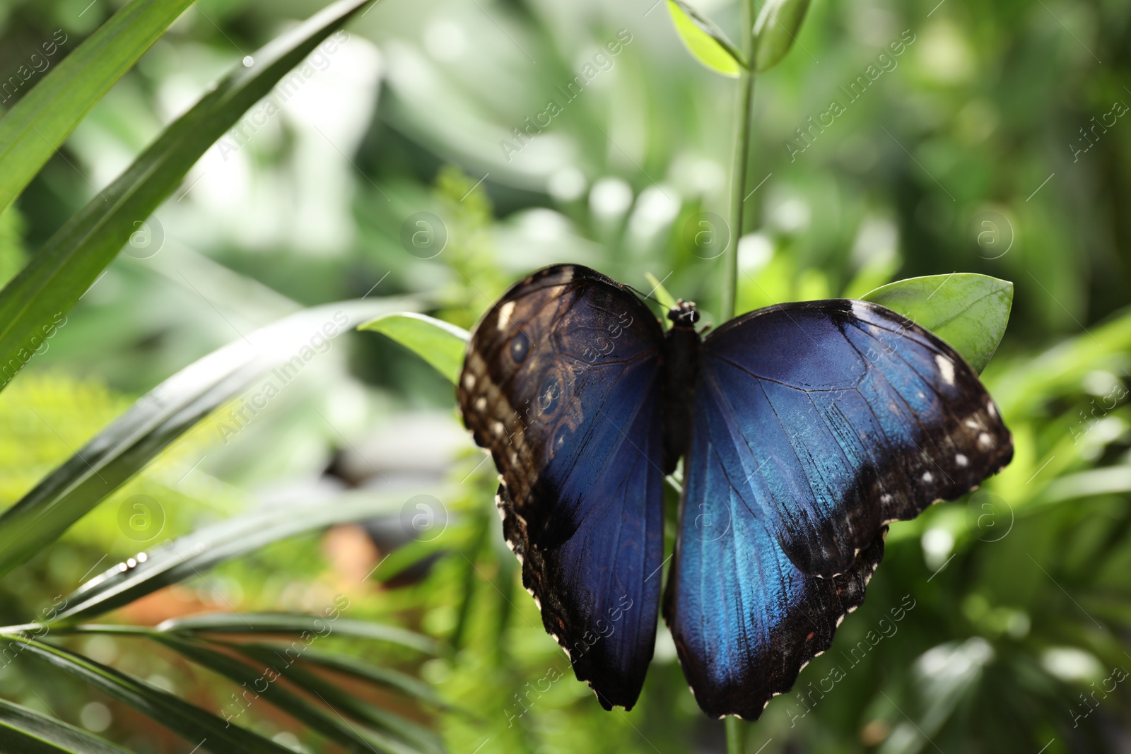 Photo of Beautiful common morpho butterfly on green plant in garden