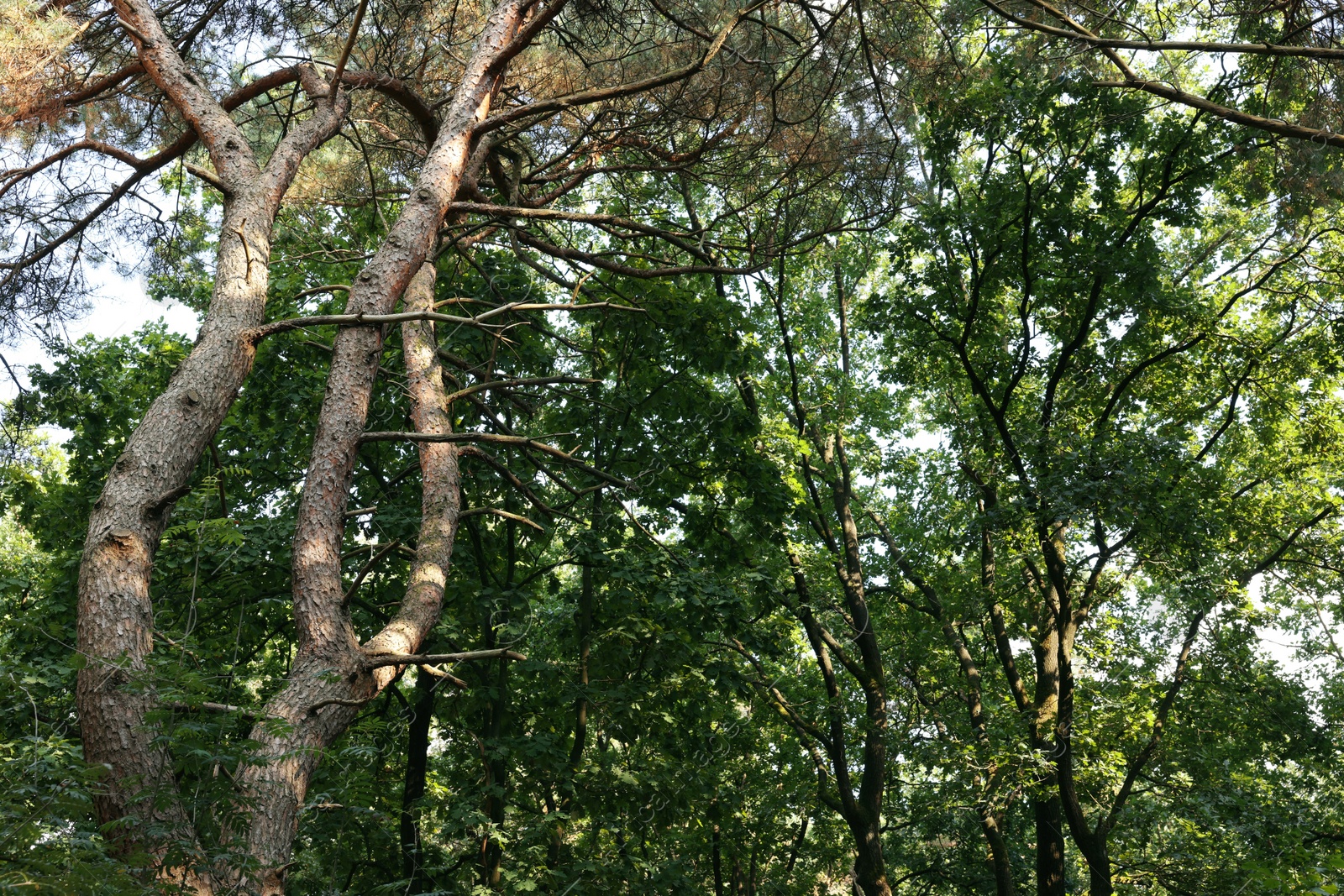 Photo of Beautiful green trees in forest, low angle view