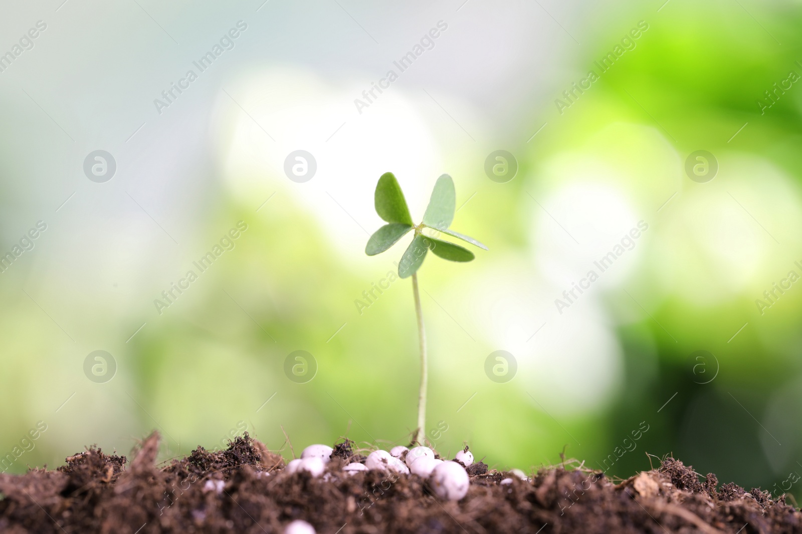 Photo of Growing plant and fertilizer on soil against blurred background. Gardening time