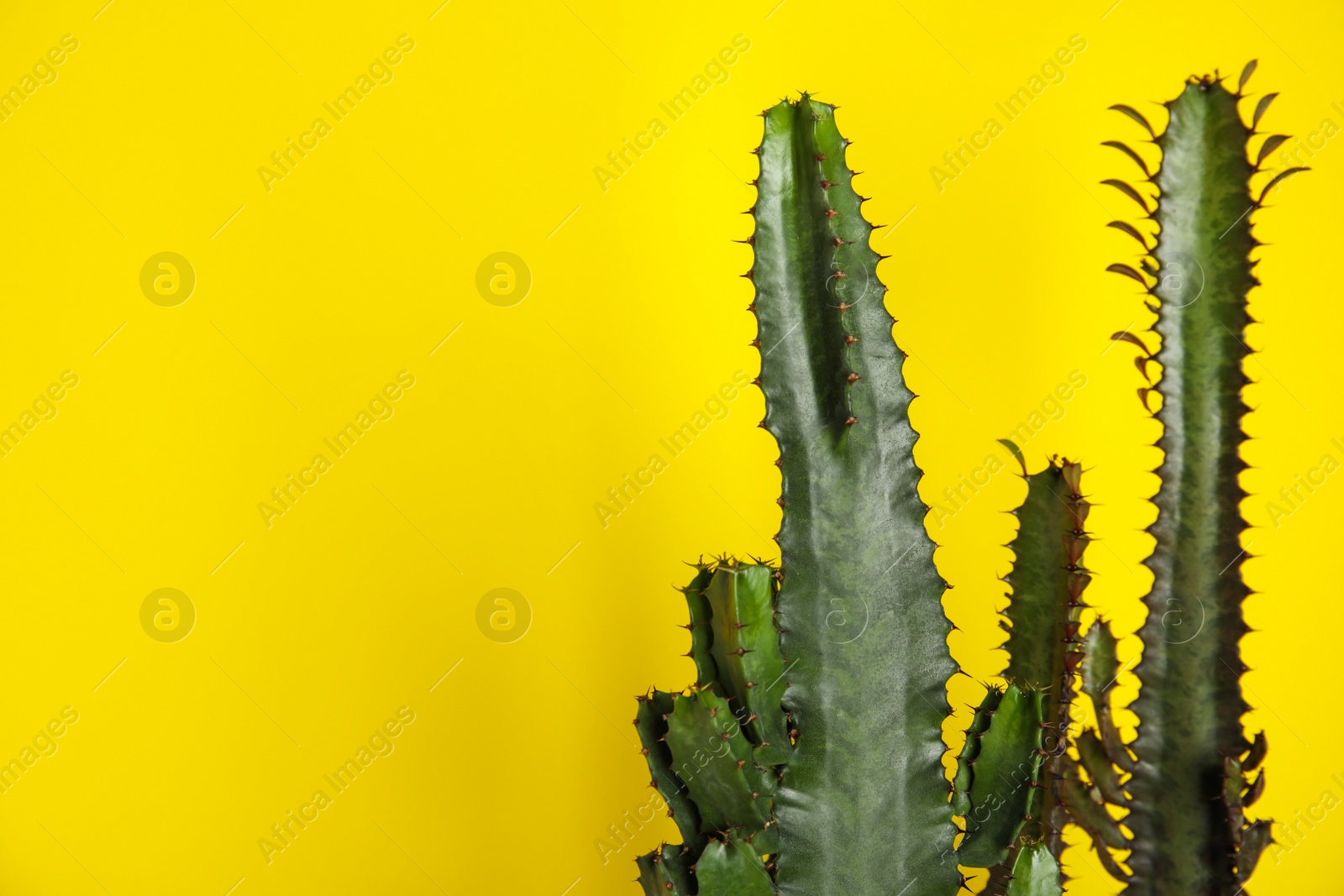 Photo of Beautiful cacti on yellow background, space for text