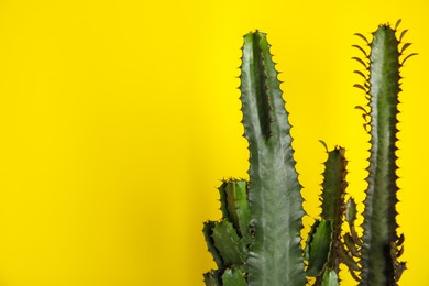 Beautiful cacti on yellow background, space for text