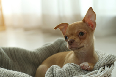 Photo of Cute Chihuahua puppy on blanket indoors, space for text. Baby animal