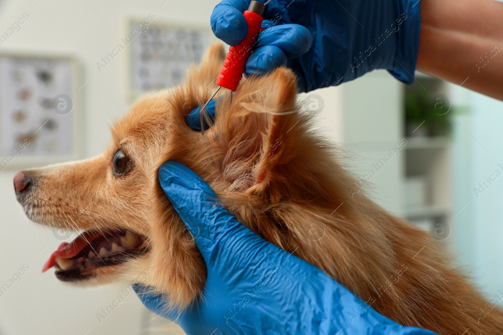 Photo of Veterinarian taking ticks off dog indoors, closeup