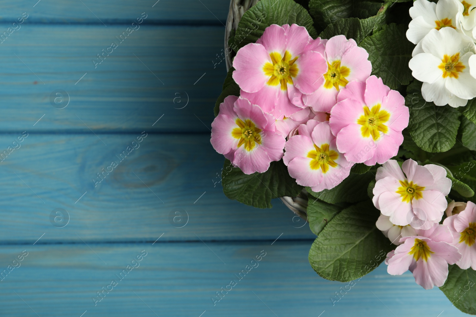 Photo of Beautiful primula (primrose) flowers in wicker basket on light blue wooden table, top view with space for text. Spring blossom