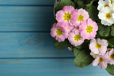 Photo of Beautiful primula (primrose) flowers in wicker basket on light blue wooden table, top view with space for text. Spring blossom