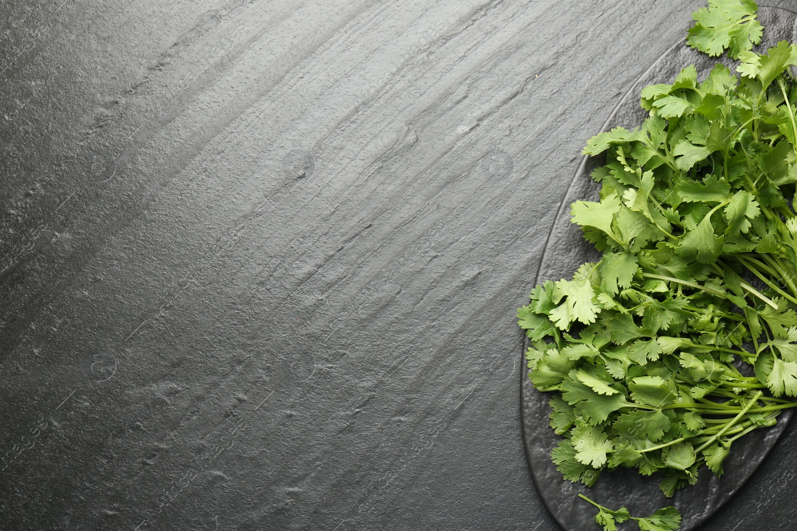 Photo of Fresh coriander on dark gray textured table, top view. Space for text