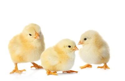 Three cute fluffy chickens on white background
