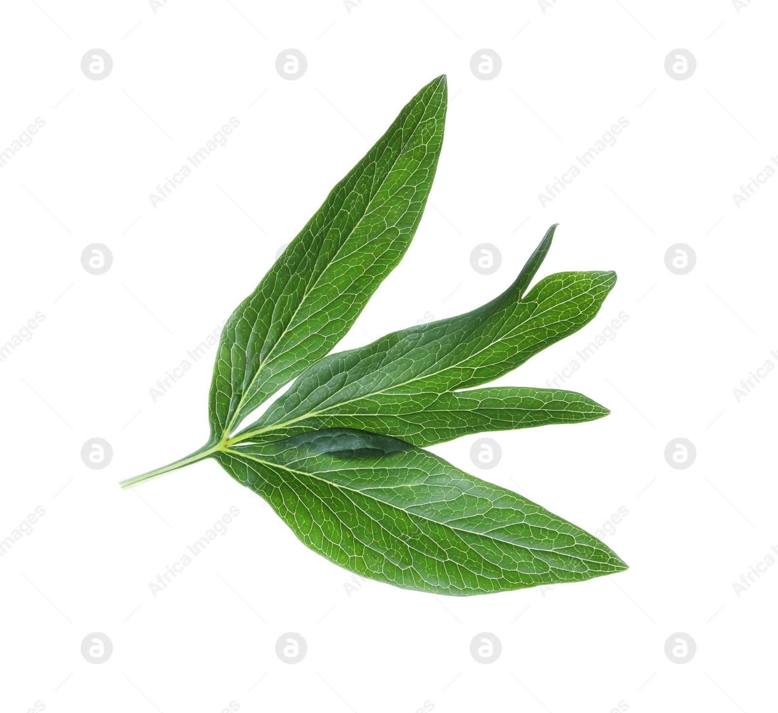 Photo of Fresh leaves of peony plant isolated on white