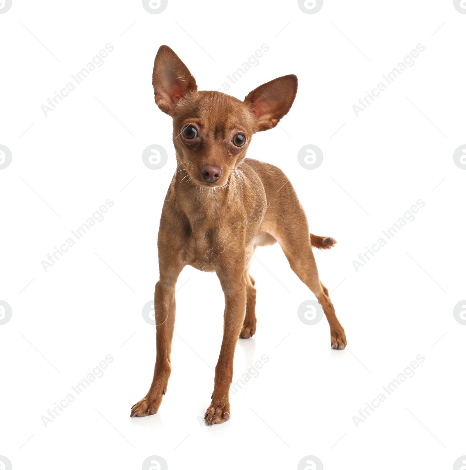 Photo of Cute toy terrier isolated on white. Domestic dog