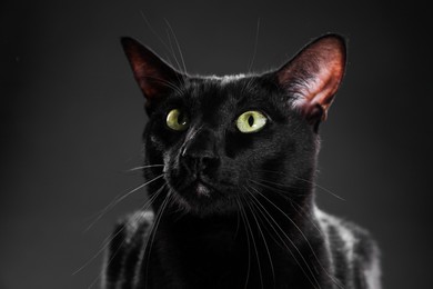 Photo of Adorable cat with green eyes on black background, closeup. Lovely pet