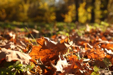 Photo of Pile of beautiful fallen leaves outdoors on sunny day, closeup