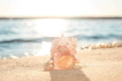 Photo of Beautiful sea shell on sunlit sandy beach
