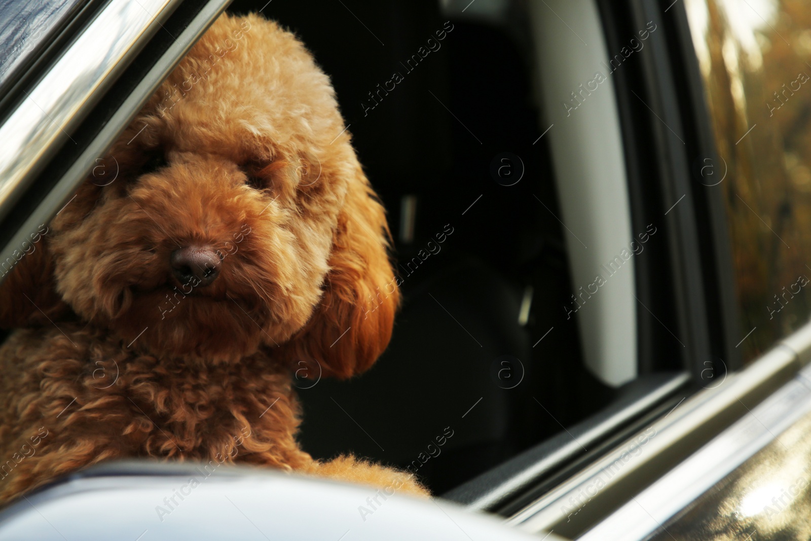 Photo of Cute dog inside black car, view from outside