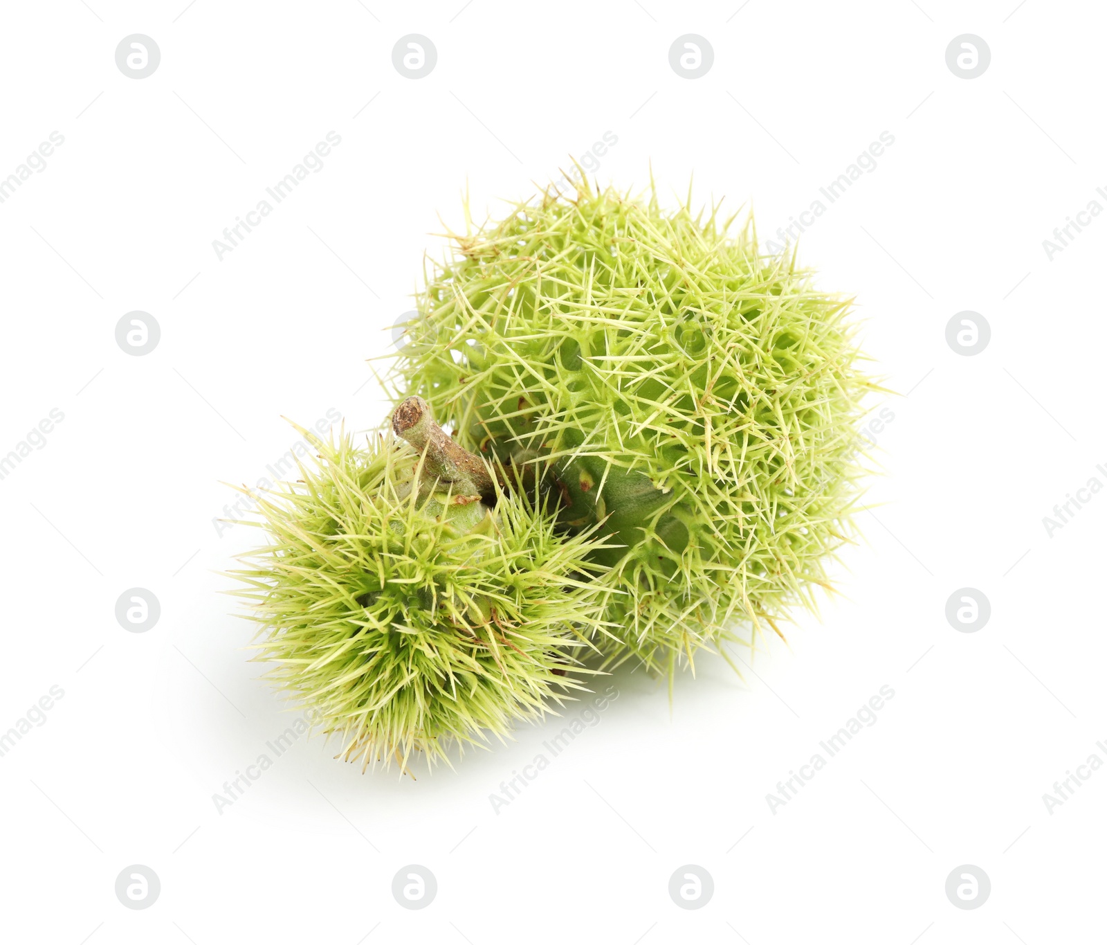 Photo of Fresh sweet edible chestnuts in green husk on white background