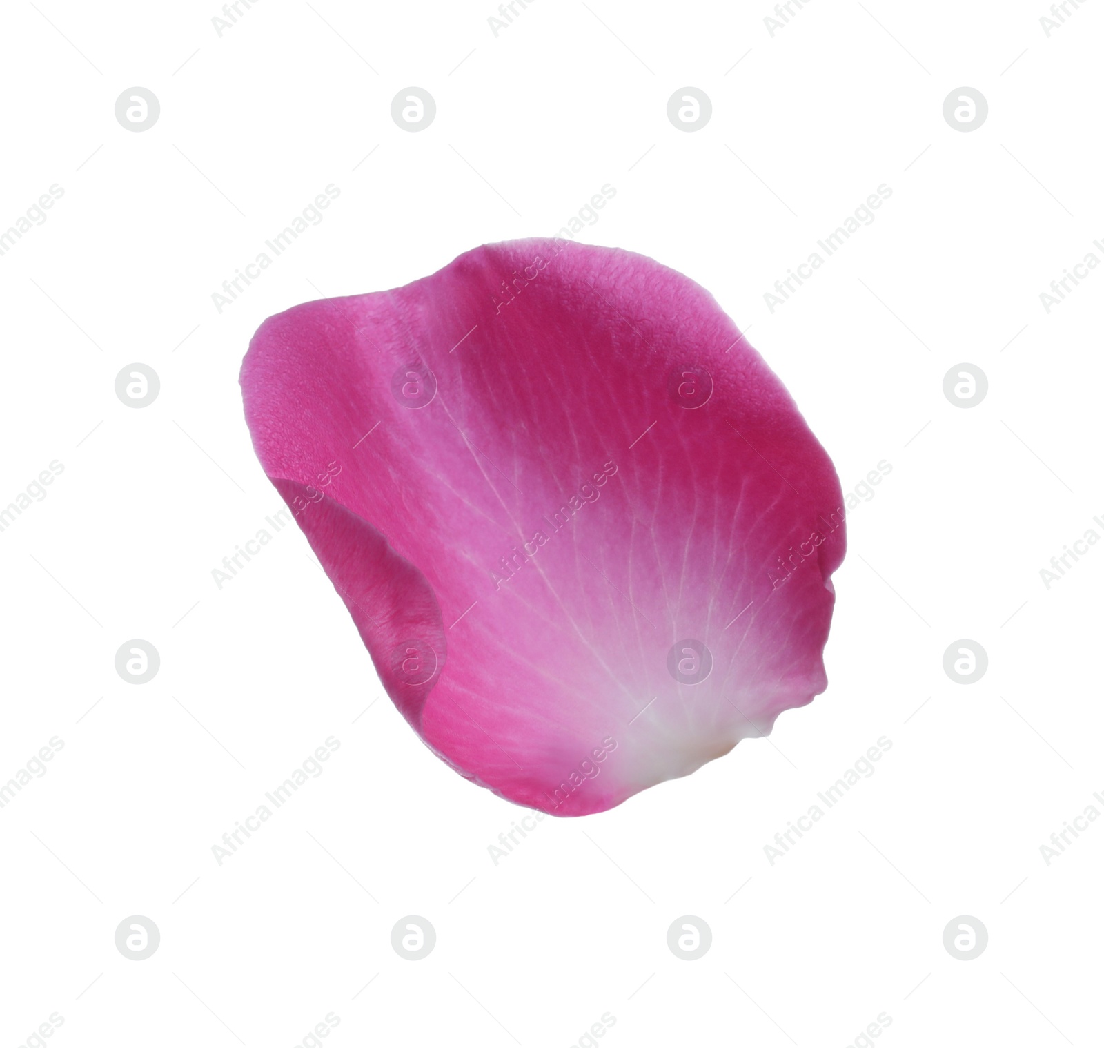 Photo of Pink rose flower petal on white background