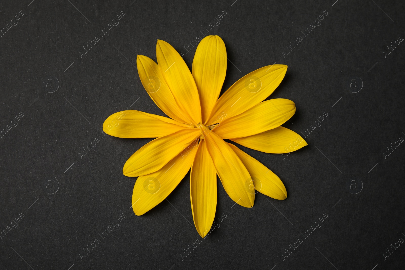 Photo of Fresh yellow sunflower petals on black background, flat lay