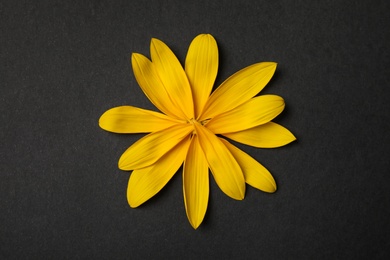 Fresh yellow sunflower petals on black background, flat lay