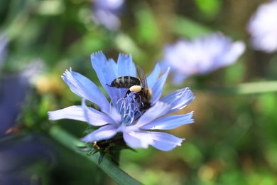 Honeybee collecting nectar from chicory flower outdoors, closeup