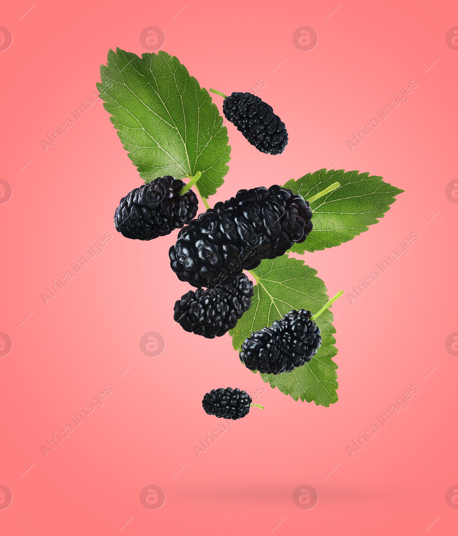 Image of Fresh ripe black mulberries and green leaves falling on coral color background