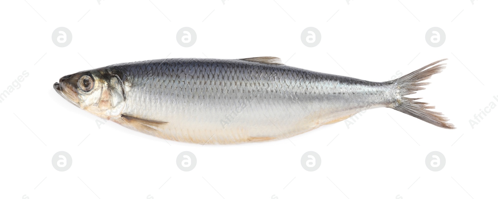 Photo of Whole delicious salted herring isolated on white, top view