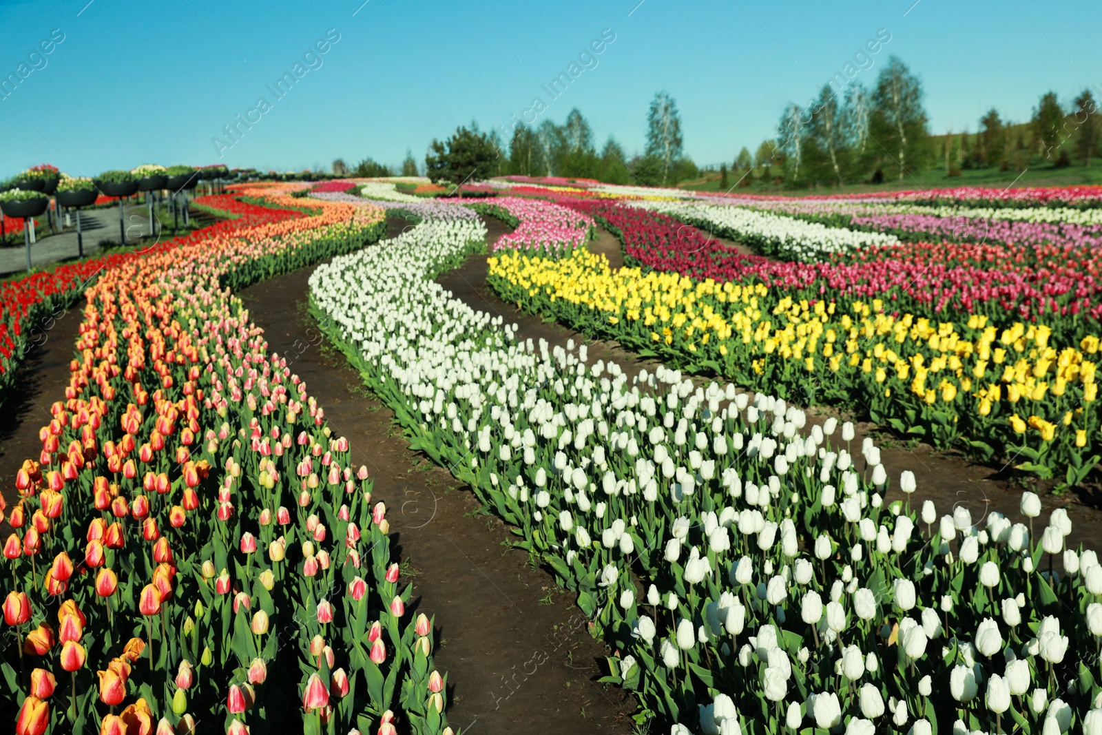 Photo of Beautiful view of field with blossoming tulips on sunny day