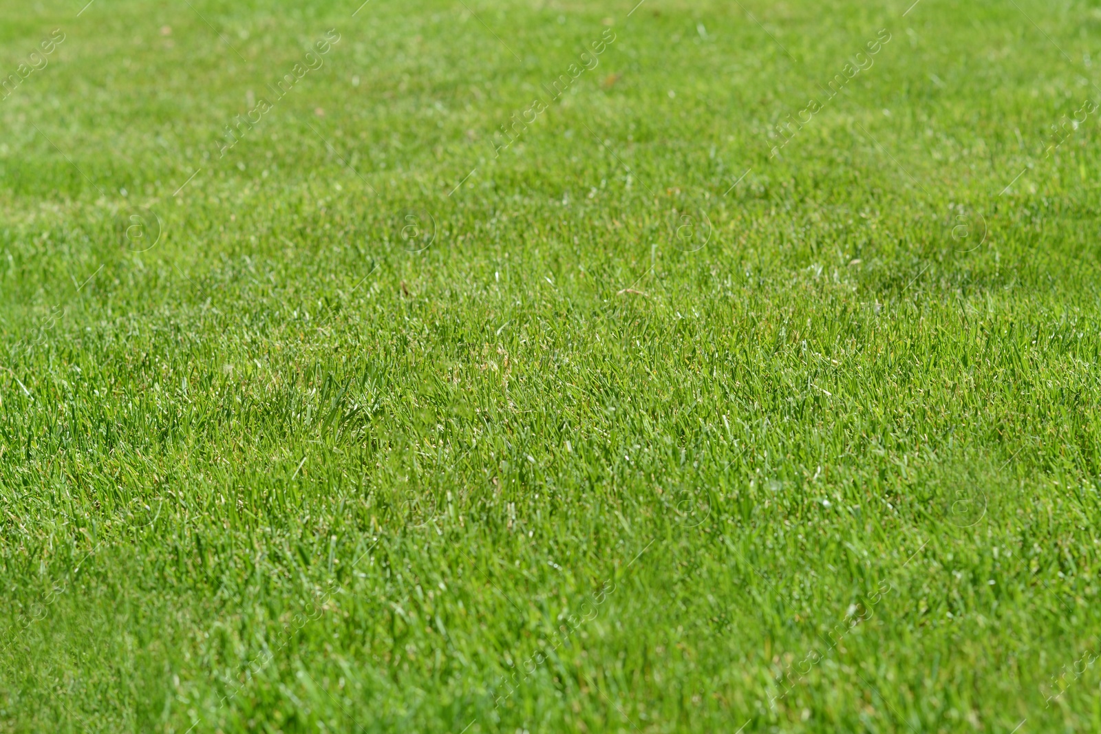 Photo of Beautiful bright green grass on sunny day