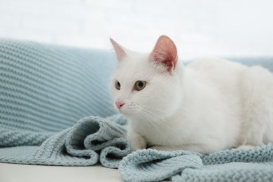 Photo of Adorable cat lying on sofa at home, space for text