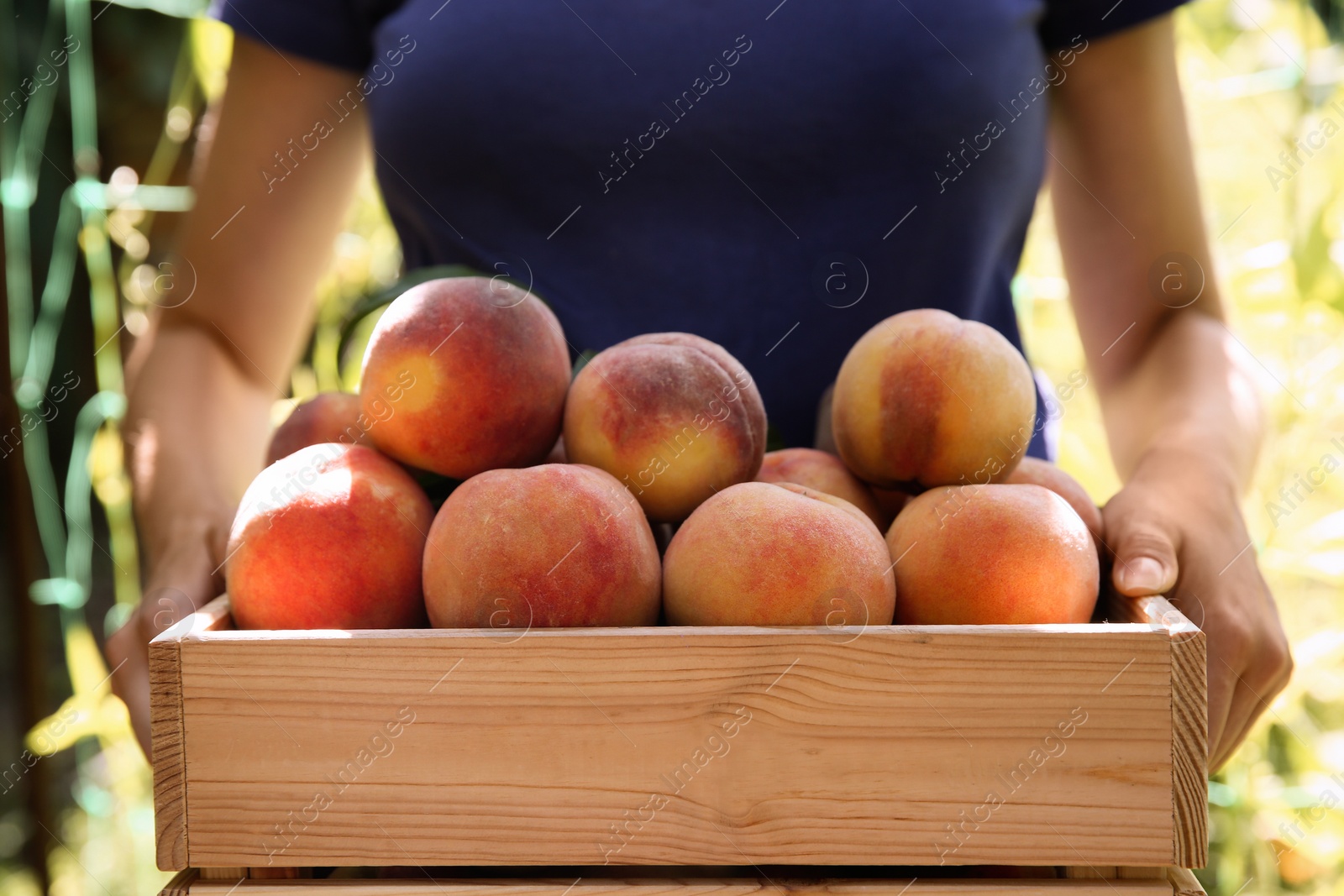 Photo of Woman holding wooden crate with ripe peaches outdoors, closeup