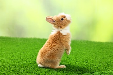 Photo of Cute fluffy pet rabbit on green grass outdoors