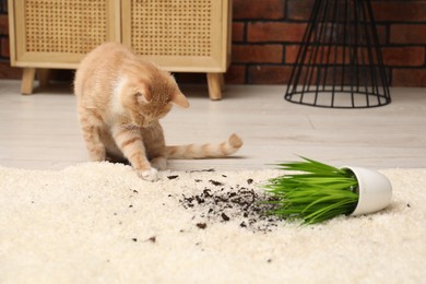 Photo of Cute ginger cat near overturned houseplant on carpet at home