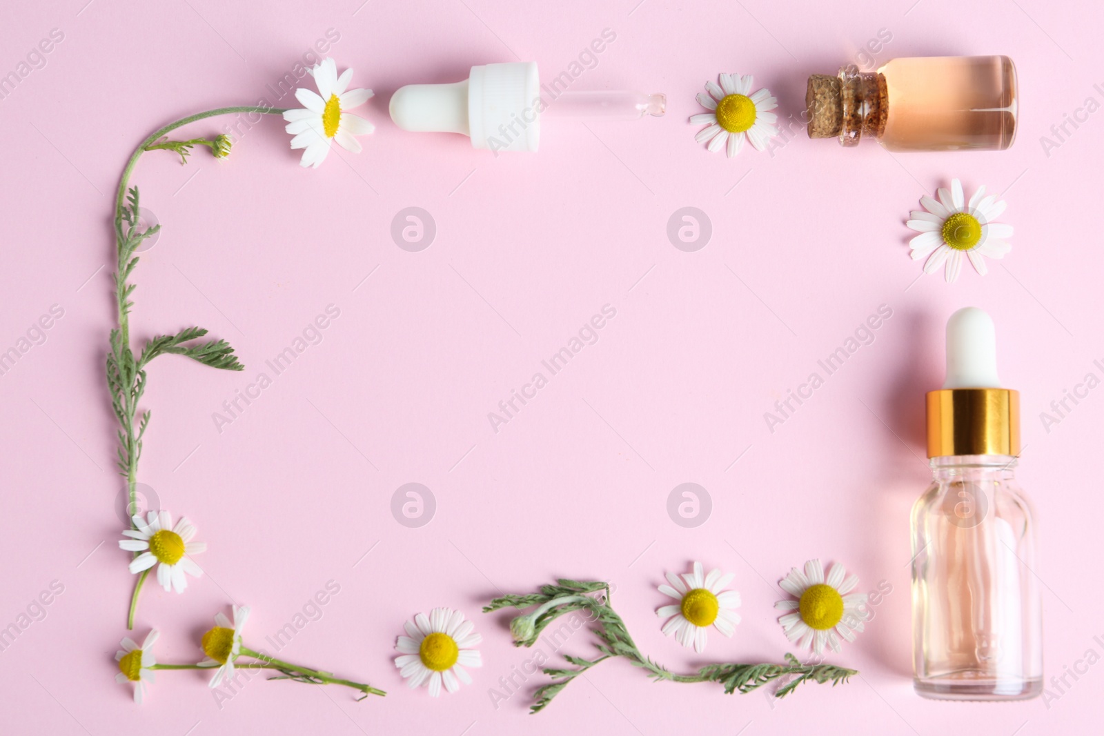 Photo of Frame made with bottles of essential oil and chamomiles on pink background, flat lay. Space for text