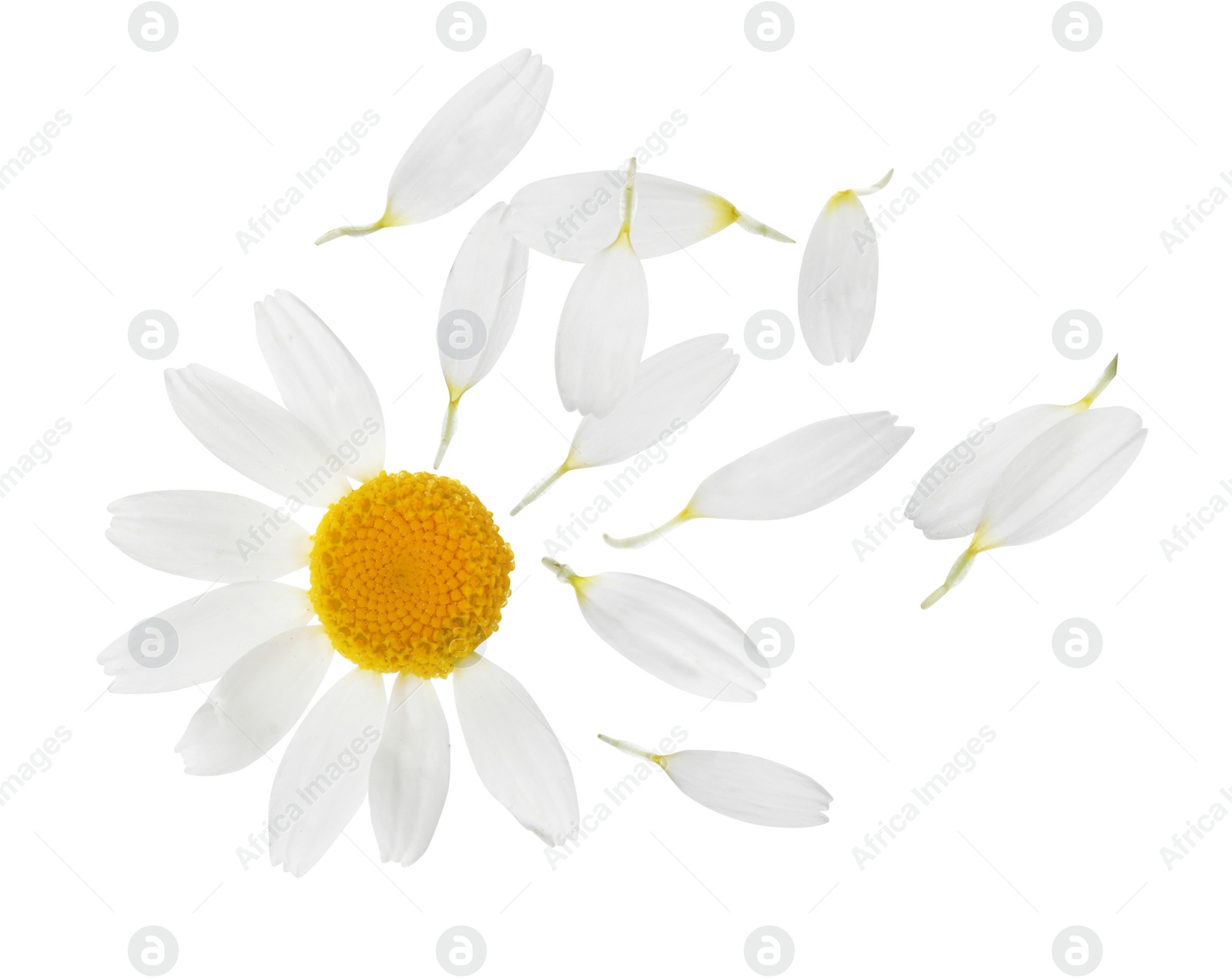 Image of Chamomile flower with flying petals on white background