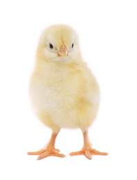 Cute fluffy baby chicken on white background