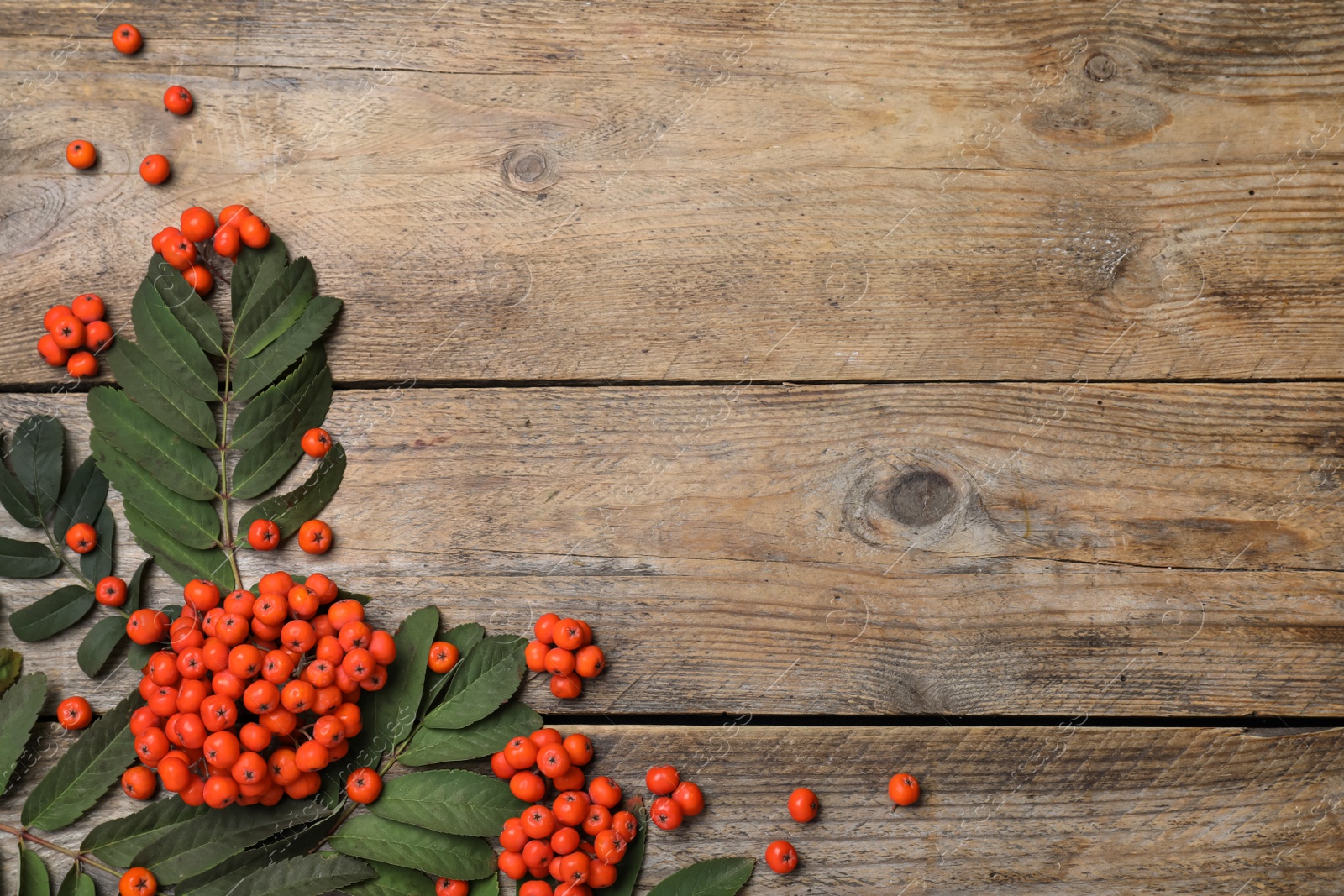 Photo of Fresh ripe rowan berries and green leaves on wooden table, flat lay. Space for text