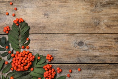 Fresh ripe rowan berries and green leaves on wooden table, flat lay. Space for text