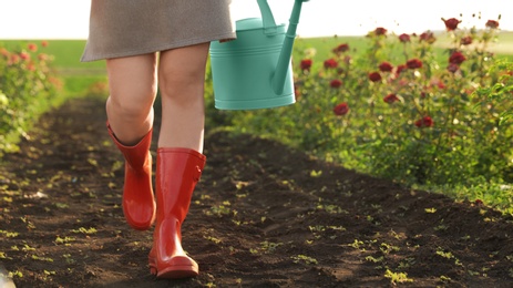 Woman with watering can walking near rose bushes outdoors, closeup. Gardening tool