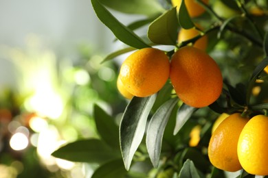 Photo of Kumquat tree with ripening fruits outdoors, closeup. Space for text