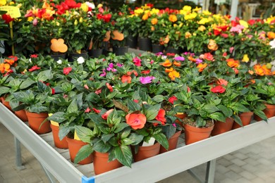 Photo of Beautiful blooming potted impatiens plants on table in garden center